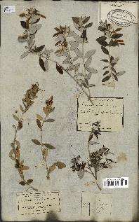 spécimen de Teucrium fruticans