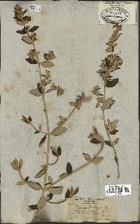 spécimen de Teucrium fruticans