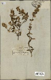 spécimen de Teucrium fruticans