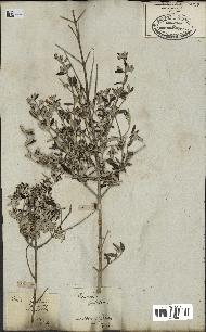 spécimen de Teucrium fruticans