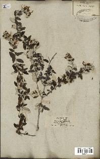 spécimen de Teucrium fruticans