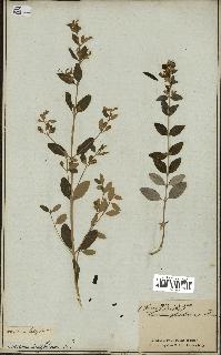 spécimen de Teucrium fruticans