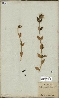 spécimen de Teucrium fruticans