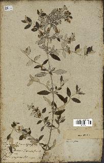 spécimen de Teucrium fruticans