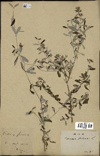 spécimen de Teucrium fruticans