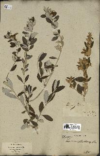 spécimen de Teucrium fruticans