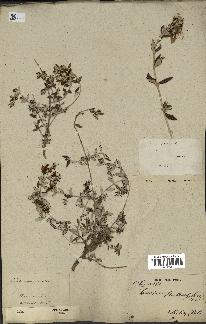 spécimen de Teucrium fruticans