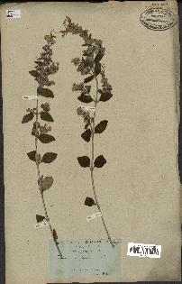 spécimen de Teucrium fruticans