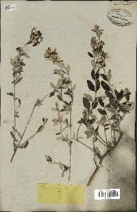 spécimen de Teucrium fruticans