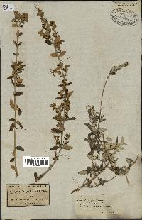 spécimen de Teucrium fruticans