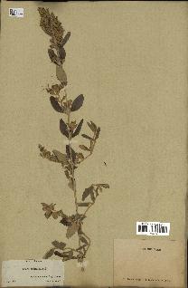 spécimen de Teucrium fruticans