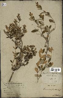 spécimen de Teucrium fruticans