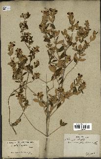 spécimen de Teucrium fruticans