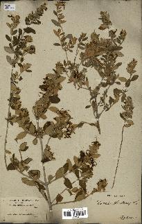 spécimen de Teucrium fruticans