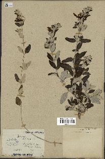 spécimen de Teucrium fruticans