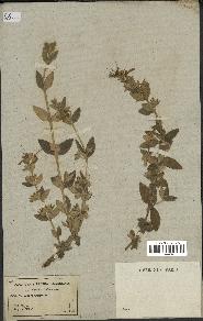 spécimen de Teucrium fruticans