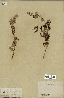 spécimen de Teucrium fruticans