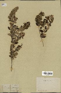 spécimen de Teucrium fruticans