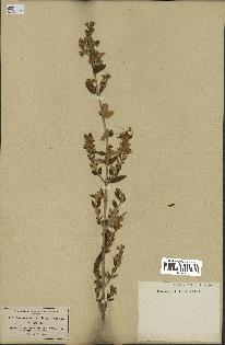 spécimen de Teucrium fruticans