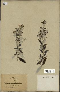 spécimen de Teucrium fruticans