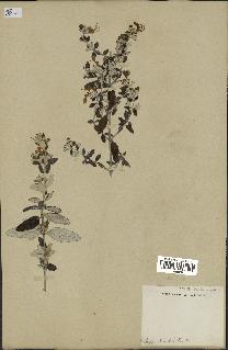 spécimen de Teucrium fruticans