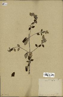 spécimen de Teucrium fruticans