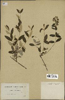 spécimen de Teucrium fruticans