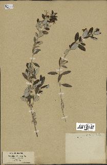 spécimen de Teucrium fruticans