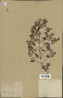 spécimen de Teucrium fruticans