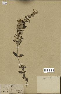 spécimen de Teucrium fruticans