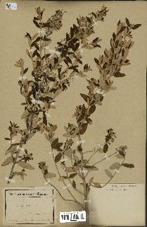 spécimen de Teucrium fruticans