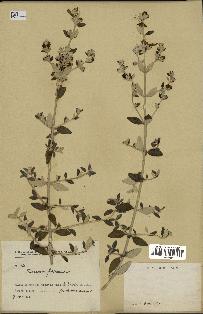 spécimen de Teucrium fruticans