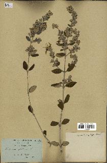 spécimen de Teucrium fruticans