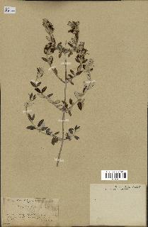 spécimen de Teucrium fruticans