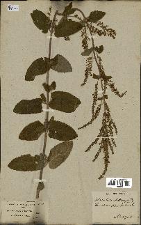 spécimen de Teucrium scorodonia