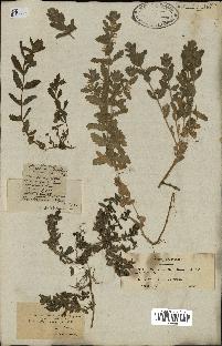 spécimen de Teucrium scordium