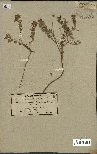 spécimen de Teucrium divaricatum