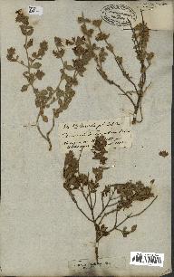 spécimen de Teucrium divaricatum