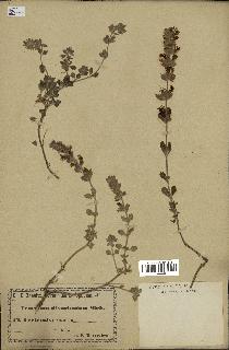 spécimen de Teucrium divaricatum