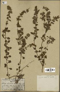 spécimen de Teucrium divaricatum