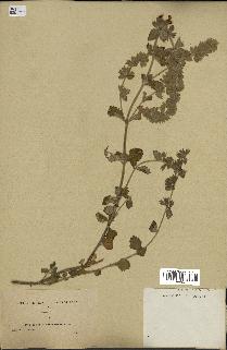 spécimen de Teucrium divaricatum