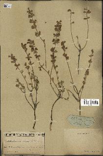 spécimen de Teucrium divaricatum