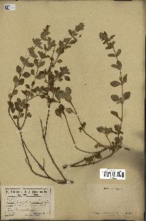 spécimen de Teucrium divaricatum