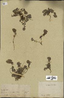 spécimen de Teucrium compactum