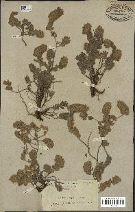 spécimen de Teucrium compactum