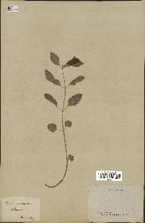 spécimen de Calamintha grandiflora