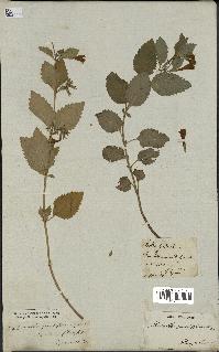 spécimen de Calamintha grandiflora