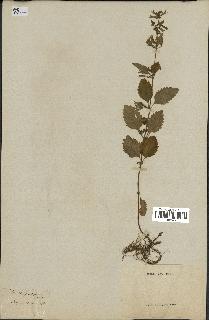 spécimen de Calamintha grandiflora