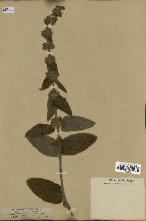 spécimen de Stachys alpina