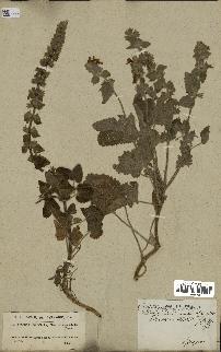 spécimen de Stachys circinata